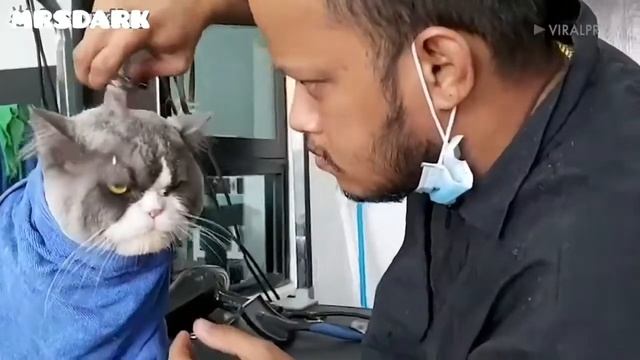 ? Смех до слез | Кот в парикмахерской, это нужно видеть реакцию кота | cat at the hairdresser смотреть онлайн