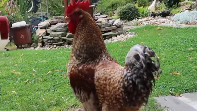 Pipoňova zpívací sobota! смотреть онлайн