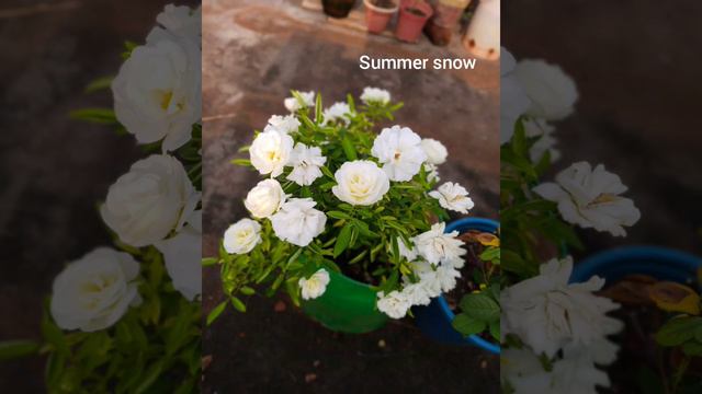 rose varieties i have in my terrace garden смотреть онлайн