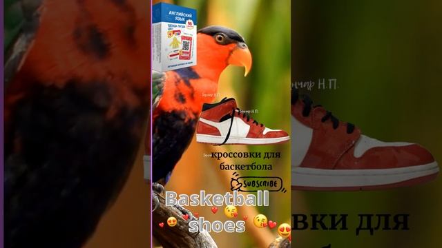 Обувь на английском языке с попугаями / Shoes in English parrot #parrrot смотреть онлайн