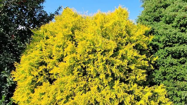 Thuja Fire Chief™(Globe Arborvitae) /Easy?to Grow, Compact Native Evergreen, Changing Foliage Color смотреть онлайн