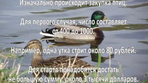 Разведение уток как бизнес