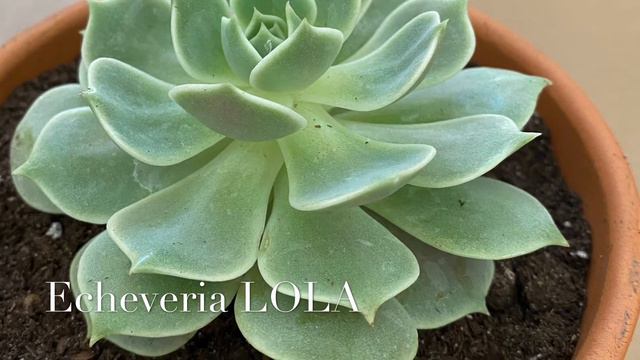 MY SUCCULENT COLLECTION смотреть онлайн