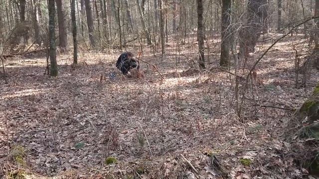 Лесная самоизоляция на дивизии РККА #копUA смотреть онлайн