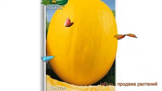 Дыня обыкновенный Золотистая АГРО (agro) ? обзор: как сажать, семена дыни Золотистая АГРО смотреть онлайн