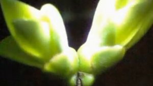 Распускание почек