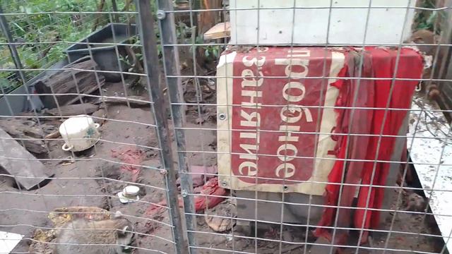 09.07.22. утро, еноты, кормежка и Маша!)) смотреть онлайн