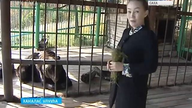 СИЭХСИТ ЭҺЭ смотреть онлайн