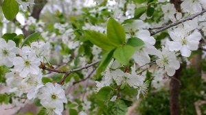 футажи  «Яблоня в цвету»  Nature.Free footage.