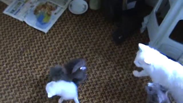 Кошки 2 серых 2 белых смотреть онлайн