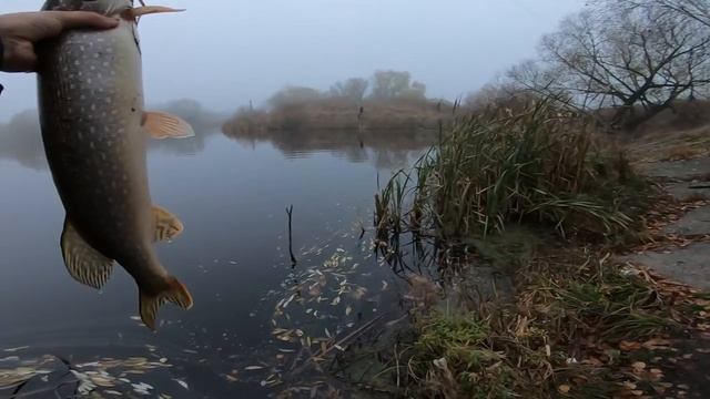 Небольшой водоем с щукой! смотреть онлайн