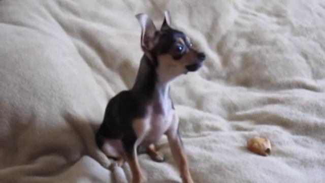 My Jolie-doggy смотреть онлайн