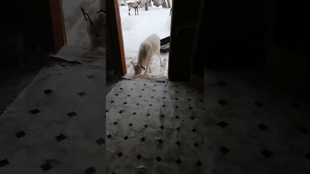 Домашние олени 🦌 смотреть онлайн