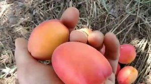 Новинка! Абрикос Тотем! Apricot Totem. Ранній і солодкий сорт.