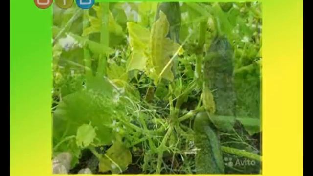 Грядки в порядке  Выращиваем огурцы