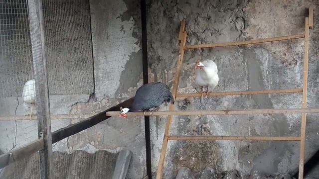 Как кричит Цесарка! смотреть онлайн