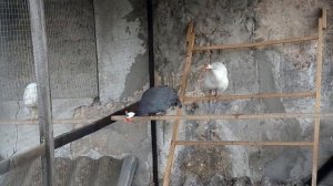 Как кричит Цесарка!