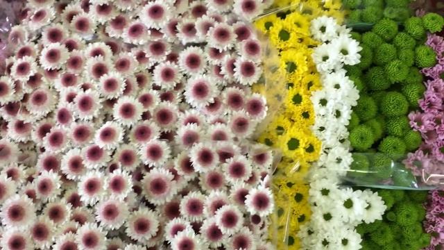 Chrysanthemum - santini смотреть онлайн