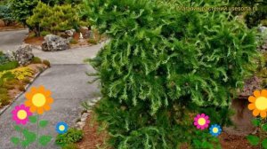 Лиственница европейская Хорстманн Рекурвед. Краткий обзор, описание larix decidua Horstmann Recurve