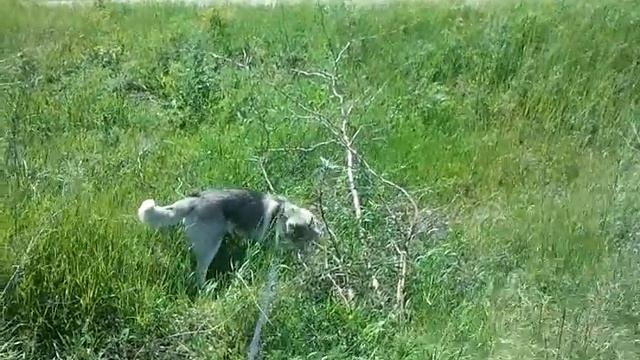 Викинг - ловим мышь смотреть онлайн