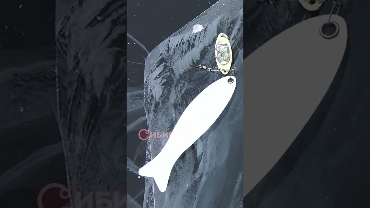 СНАСТЬ ДЛЯ БАЙКАЛА Трофей 38 #рыбалка #short #fishing смотреть онлайн