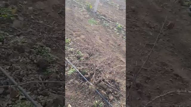 Малина#Радзиёва#Капельный#полив смотреть онлайн