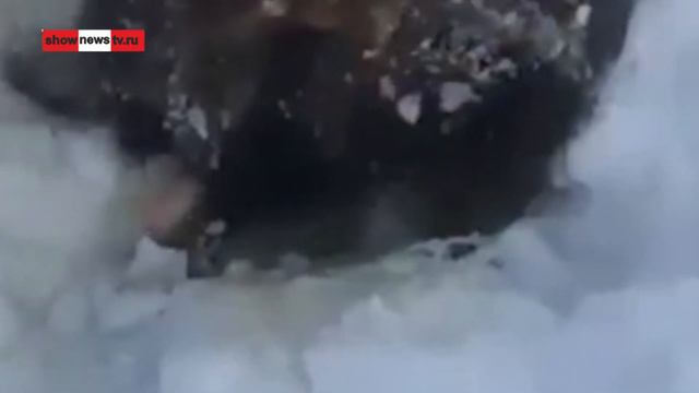 Как вырубить щенка из льда смотреть онлайн