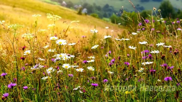 Вера решила проучить невестку с сыном и уехала подальше в покосившийся домик. А однажды… смотреть онлайн