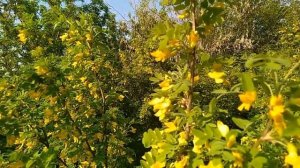 Цветение акации желтой (караганы древовидной) медоноса,посещение ее пчелами