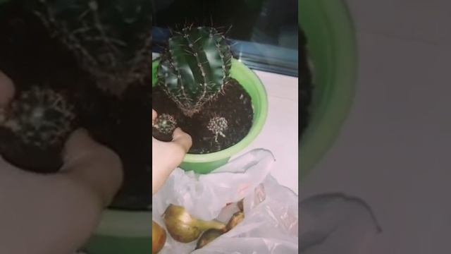 Потомство кактуса! Принимаю их в землю! смотреть онлайн