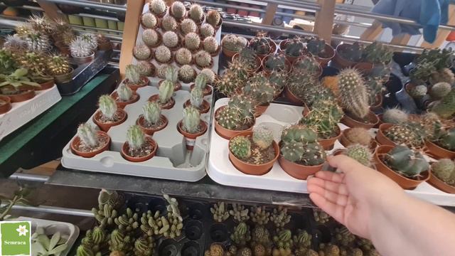 KOÇTAŞ KARTAL VLOG TRENDEKİ ÇİÇEKLER SAKSILAR NELER BİRLİKTE BAKALIM смотреть онлайн