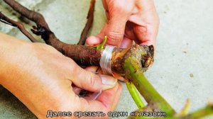 Парковая роза: посадка и уход в открытом грунте