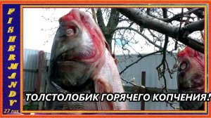 Крупный толстолобик, горячего копчения, рецепты из рыбы от fisherman dv  27 rus