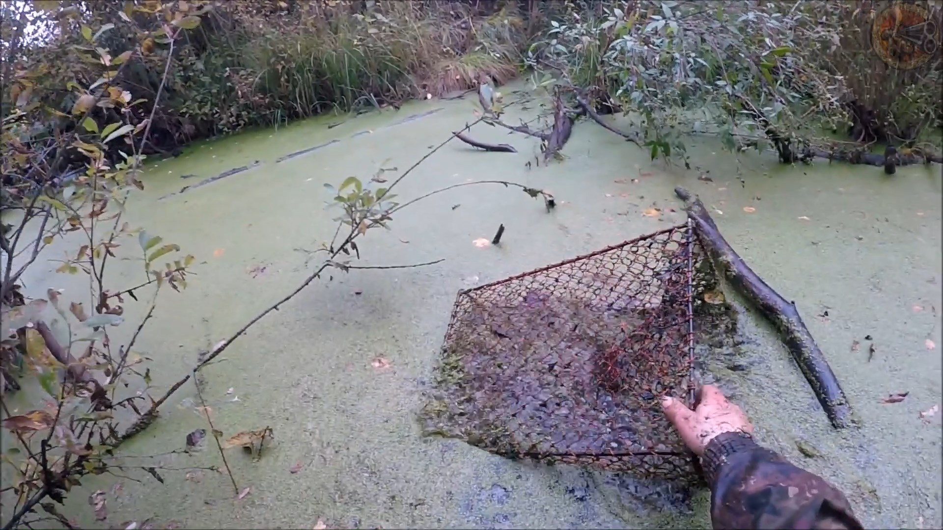 Отлов ондатры мордами (Будни охотника и рыбака) смотреть онлайн