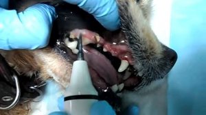Удаление зубного камня у собаки