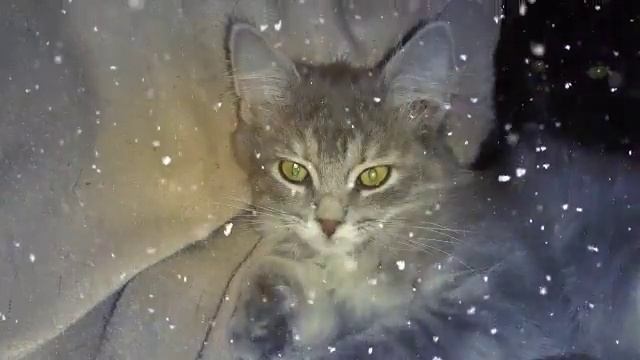 привет новогодние коты!? (Created with @Magisto) смотреть онлайн