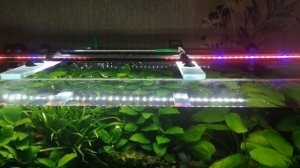 #аквариум Аквариум 200 литров. Не все так хорошо как кажется.