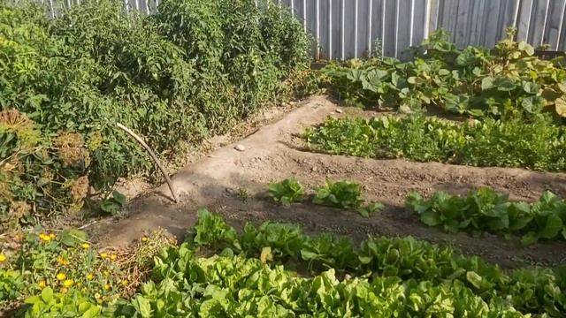 СОБИРАЮ ЛИСТЬЯ ОТ ПЕРЦА.ПОСЛЕДНЯЯ КУКУРУЗА.ОБЗОР ОГОРОДА НА 16 августа 2021 г. смотреть онлайн