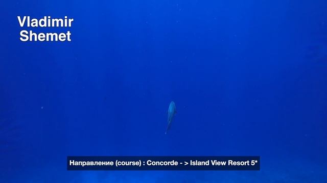 Отдых в Египте 2023. Лучшие рифы Шарм эль Шейха для новичков. Sharks Bay. Concorde, Hilton, Sierra смотреть онлайн