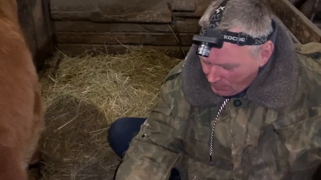 Просим советов по крс! "Выпимши" в сарай?! Козлятки подрастают! смотреть онлайн