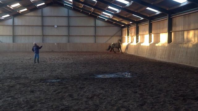 Фриз . мерен 170 . Хилке 3.5 года объезжен под седло и в пару . смотреть онлайн