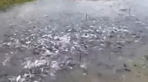 Нерест воблы