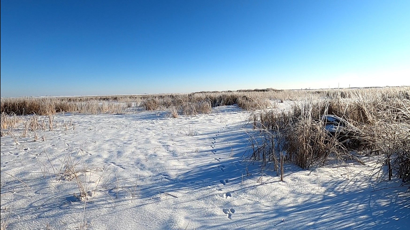 Охота на зайца. Степной заяц в чистом поле. Подняли пятерых. смотреть онлайн