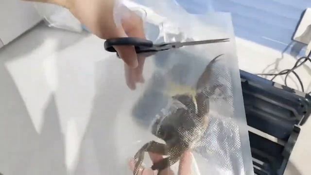 Вакуумная упаковочная машина sous vide , электрическая для домашнего бизнеса, 10 пакетов вакуумное смотреть онлайн