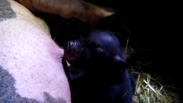 Опорос вьетнамской свиноматки.Весеннее пополнение.Тонкости опороса свиней. смотреть онлайн