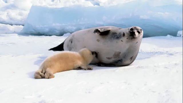 Арктика смотреть онлайн