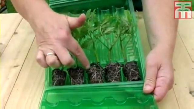 How To Grow Tomatoes From Plug Plants Video With Thompson & Morgan.