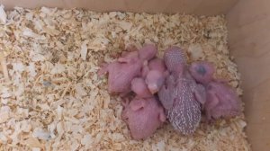 Разведение выставочных и простых волнистых попугаев