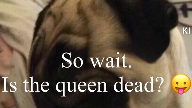 Gulp gulp смотреть онлайн