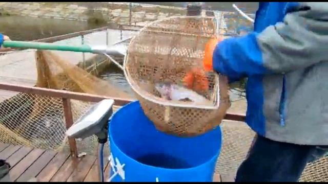 Зарыбление водоема в размере 300 кг, навеской 1.5 - 2+. Рыболовный клуб "МАРЛИН" смотреть онлайн